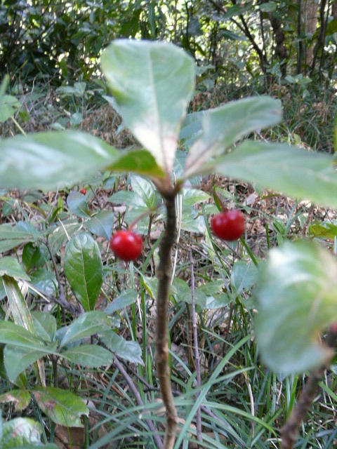 e0145782_16313298.jpg