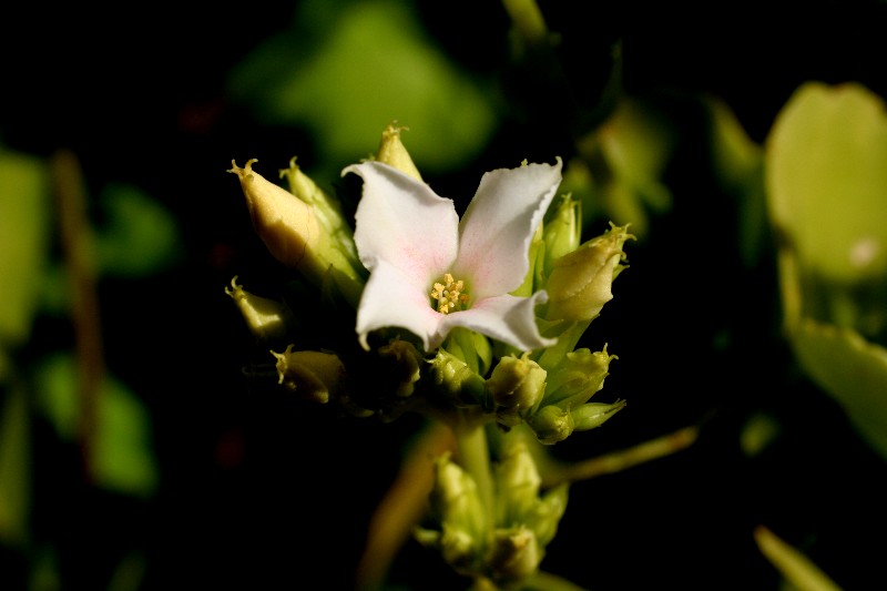 a0004023_2202734.jpg
