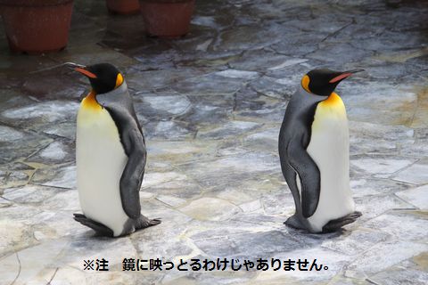 a0090451_2318228.jpg
