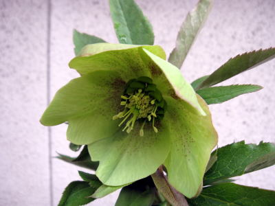 c0147952_233264.jpg