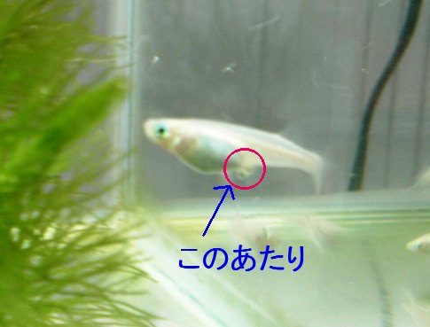 e0022374_940722.jpg