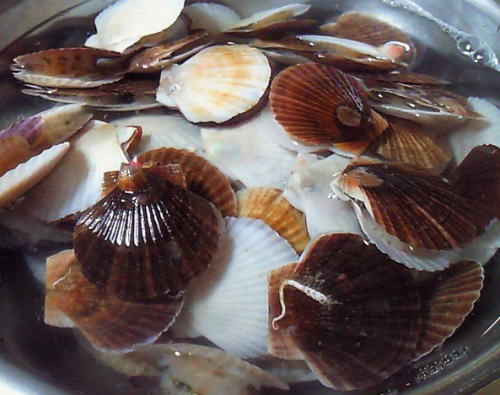 f0145575_2023349.jpg