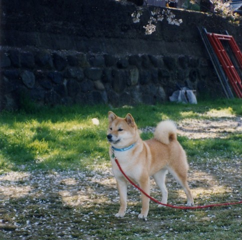 e0018604_1937867.jpg