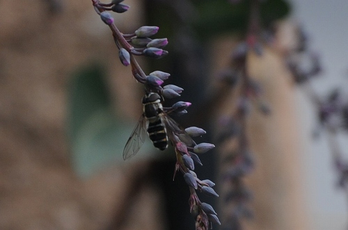 a0017634_923522.jpg