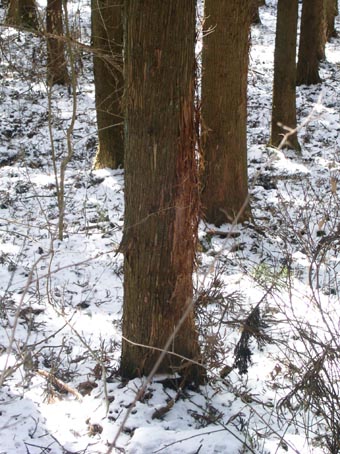 e0118274_20153099.jpg