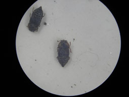 e0083097_2215398.jpg
