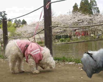 e0025300_2113066.gif