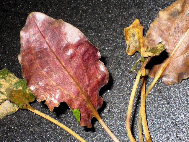 a0170118_1912620.jpg