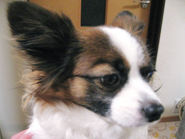 a0149240_2055639.jpg