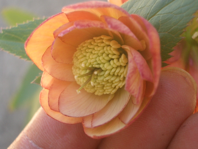 c0025140_2043559.jpg