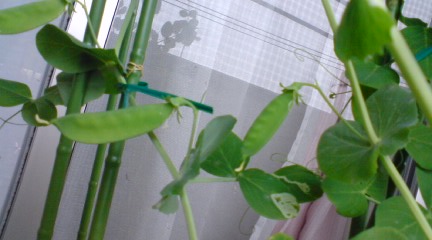 c0157540_186455.jpg