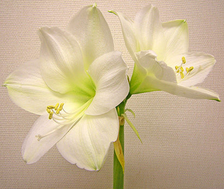 a0001354_2264685.jpg