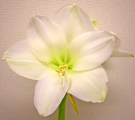 a0001354_227026.jpg