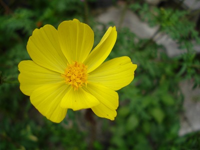 b0086362_1555713.jpg