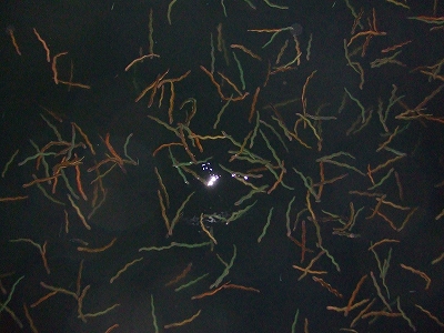 c0209312_1244096.jpg