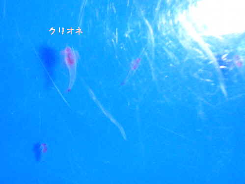 e0047322_12394586.jpg