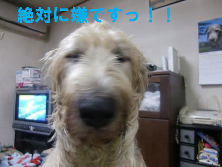 f0176830_19514668.jpg