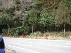 c0077338_8343135.jpg