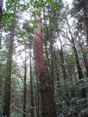 c0077338_8381436.jpg