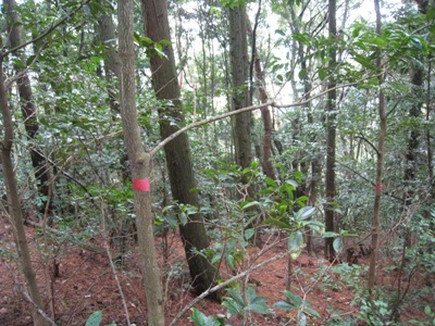 c0077338_8395742.jpg