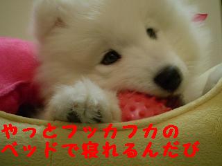 a0166954_23551285.jpg