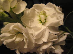 e0033301_17282553.jpg