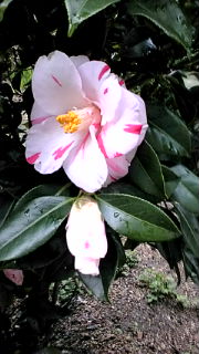 f0142733_16201182.jpg