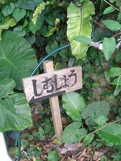 f0009451_1539188.jpg