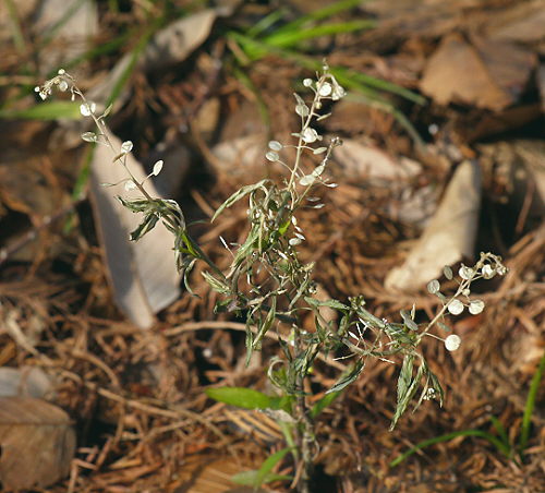 d0091754_16381283.jpg