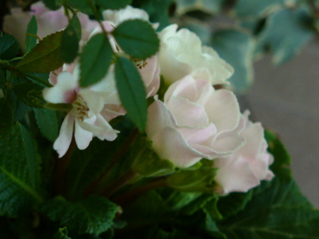 f0074659_23294712.jpg