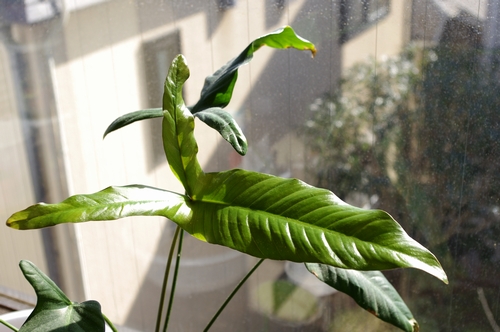 c0074591_875292.jpg