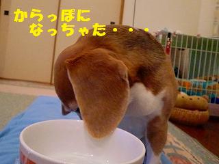 a0169935_1245529.jpg