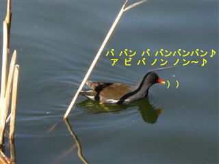 e0121589_1191795.jpg
