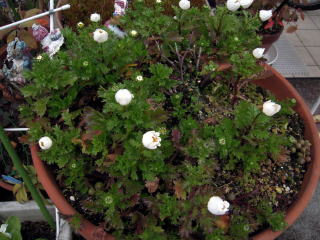 d0110904_10105145.jpg