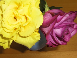 a0060806_2336822.jpg