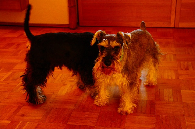 c0153740_5361242.jpg