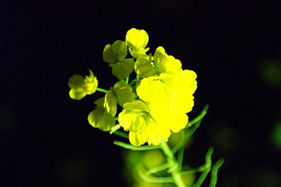 a0117858_114490.jpg