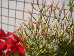 a0159363_11214334.jpg
