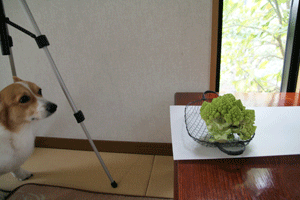 f0165698_11271785.gif