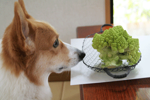 f0165698_11274542.gif