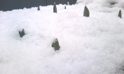 d0024220_9161482.jpg