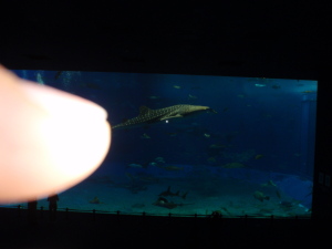 c0034029_092432.jpg