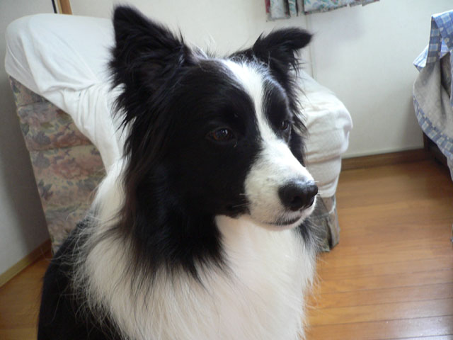 d0059230_8275025.jpg