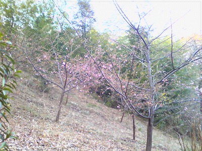 e0023643_23223791.jpg