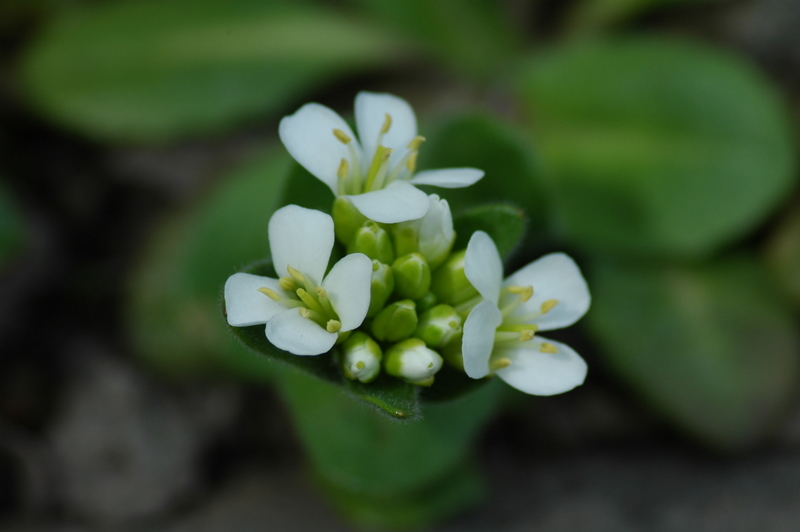 d0098057_5505732.jpg