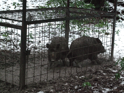 d0094868_7544012.gif