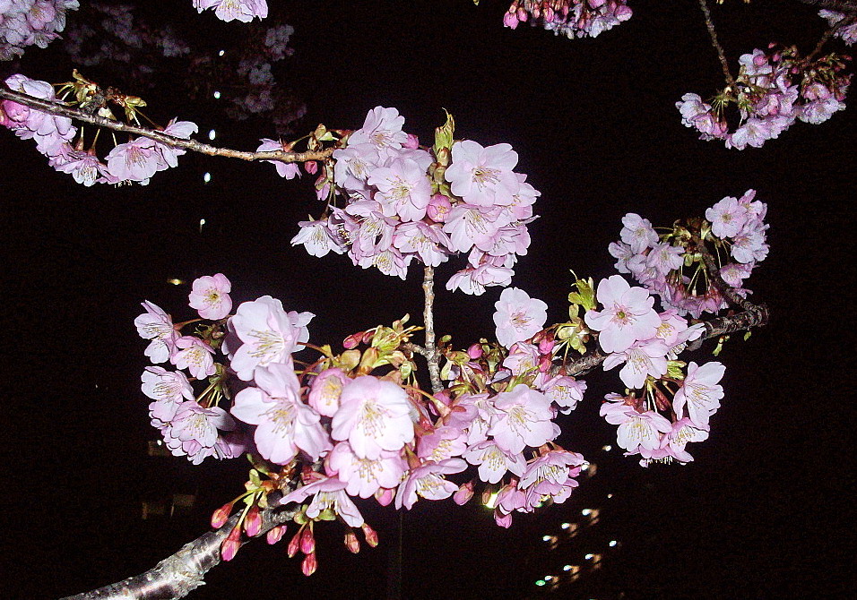 c0138198_111839.jpg