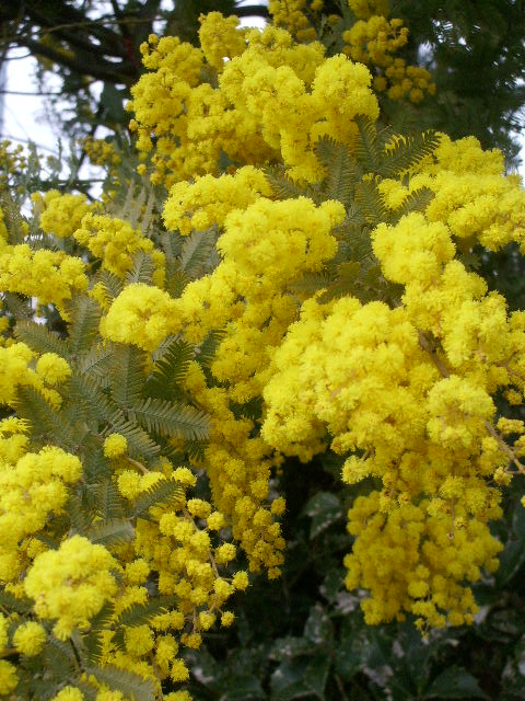 e0025300_1512091.jpg