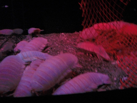 d0005632_0193792.jpg