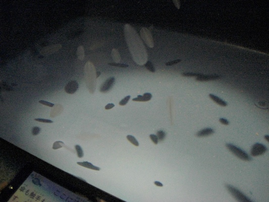 d0005632_0255083.jpg